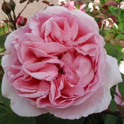 Brother Cadfael i Potte